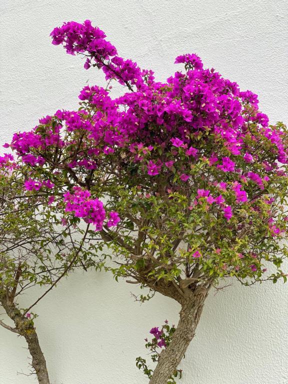 Fewo Cesar Manrique - Albufeira, Portugal Εξωτερικό φωτογραφία